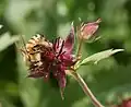 Flower after pollen harvest (with honey bee), Finland