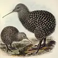 Great spotted kiwi