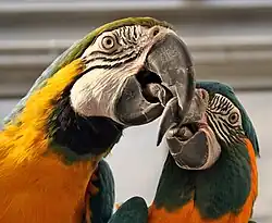 Blue-and-yellow macaw (left) and blue-throated macaw (right)