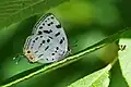 Araragi enthea morisonensis