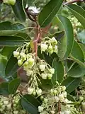 Flowers and leaves