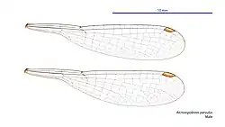 Male wings