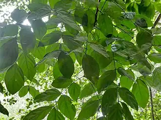 Foliage