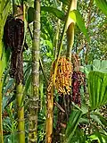 Areca triandra Roxb. ex Buch.-Ham., Hawaii