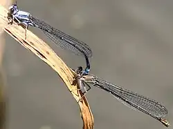 pair in tandem