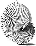 The eggcase of A. nodosa