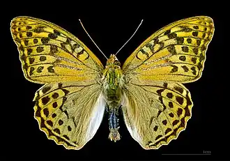 Male