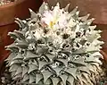 Large flowering Ariocarpus retusus