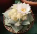 small flowering plant