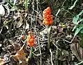 A. orientale