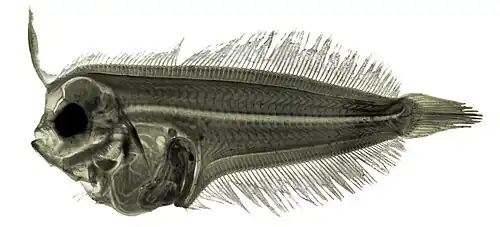 Image 30 Mediterranean scaldfish larva More selected pictures