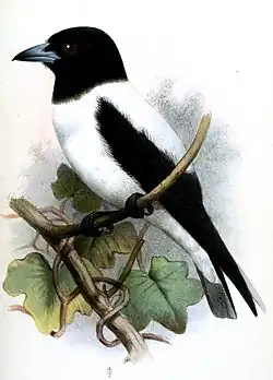 White-backed woodswallow (Artamus insignis)