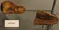 Two Arthropitys .sp fossils discovered in Italy