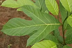 seedling