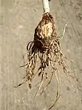 A. cylindraceum