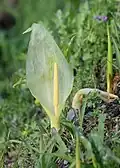 A. italicum