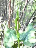 A. korolkowii