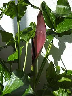 A. sintenisii
