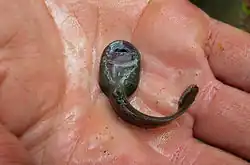 Image 21Ascaphus montanus tadpole (supine position), showing the large oral sucker (from Tailed frog)