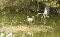 Open-billed stork