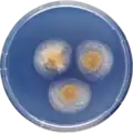 Aspergillus anthodesmis growing on CYA plate
