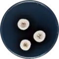 Aspergillus austroafricanus growing on CYA plate