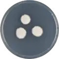 Aspergillus californicus growing on CYA plate