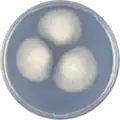 Aspergillus cejpii growing on CYA plate