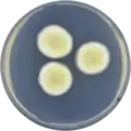 Aspergillus chevalieri growing on CYA plate