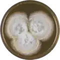Aspergillus coremiiformis growing on MEAOX plate