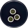 Aspergillus creber growing on CYA plate