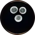 Aspergillus creber growing on MEAOX plate