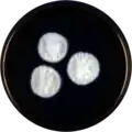 Aspergillus cremeus growing on MEAOX plate