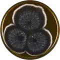 Aspergillus fijiensis growing on MEAOX plate