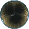 Aspergillus floridensis growing on CYA plate
