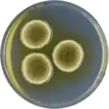 Aspergillus germanicus growing on CYA plate