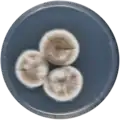 Aspergillus keveii growing on CYA plate