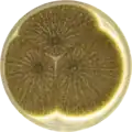Aspergillus neoniger growing on CYA plate