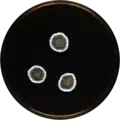 Aspergillus pachycristatus growing on MEAOX plate