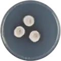 Aspergillus protuberus growing on CYA plate