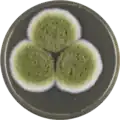 Aspergillus pseudocaelatus growing on MEAOX plate
