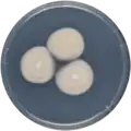 Aspergillus pseudodeflectus growing on CYA plate