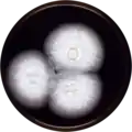 Aspergillus pseudoelegans growing on MEAOX plate