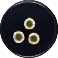 Aspergillus puulaauensis growing on CYA plate