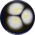 Aspergillus salwaensis growing on CYA plate