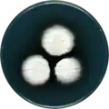 Aspergillus sulphureoviridis growing on CYA plate