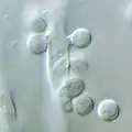 Aleurioconidia