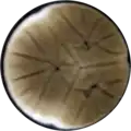 Aspergillus trinidadensis growing on CYA plate