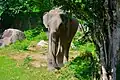 Sri Lankan elephant