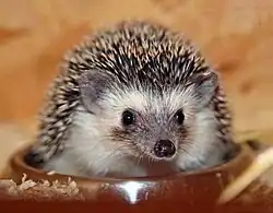 Gray and white hedgehog